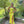 Blush Prom 12124 Yellow Fitted Sequin Dress with Strappy Back and Slit