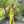 Blush Prom 12124 Yellow Fitted Sequin Dress with Strappy Back and Slit
