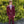 Burgundy Bolzano Two Piece Red Suit Modern Fit Suit Notch Lapel