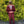 Burgundy Bolzano Two Piece Red Suit Modern Fit Suit Notch Lapel
