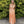 Cecilia Couture 2107 Champagne (Peach) Satin A-Line Dress