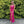 CLARISSE 810745 Sequin Halter Neck A-Line Dress with Slit - Olive, Champagne, Fuchsia