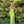 CLARISSE 810767 Iridescent Neon Sequin Corset Sheath Dress with Slit - Neon Orange or Neon Green