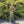Clarisse Dress Style 810745 in Olive available at Formalwear Outlet in Hillsborough, NC