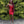 Portia & Scarlett PS23120 Sequin Mini Dress - Cobalt Blue, Red, Emerald Green or Fuchsia Pink